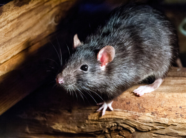 Саммит по борьбе с крысами проведут в Нью-Йорке