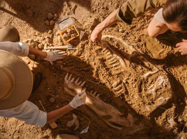 Окаменелости динозавров возрастом 200 млн лет нашли в Уэльсе