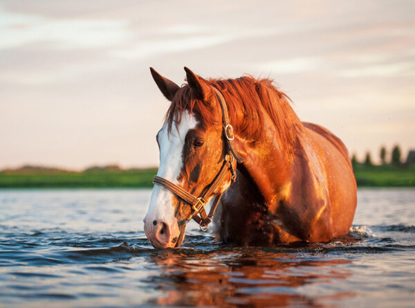 Из водной ловушки в Атырауской области Казахстана спасли 80 лошадей