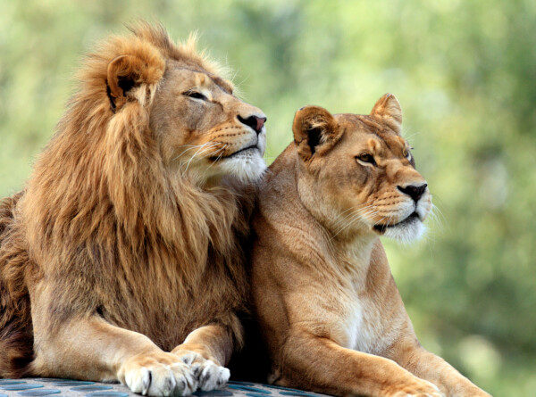 Львам и тиграм запретили спариваться в зоопарке Манилы из-за аномальной жары