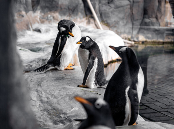 Новый метод учета императорских пингвинов разработали немецкие ученые