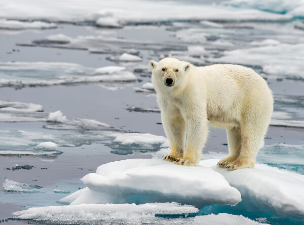 «Главный в Арктике»: атомный ледокол был вынужден уступить дорогу белому медведю