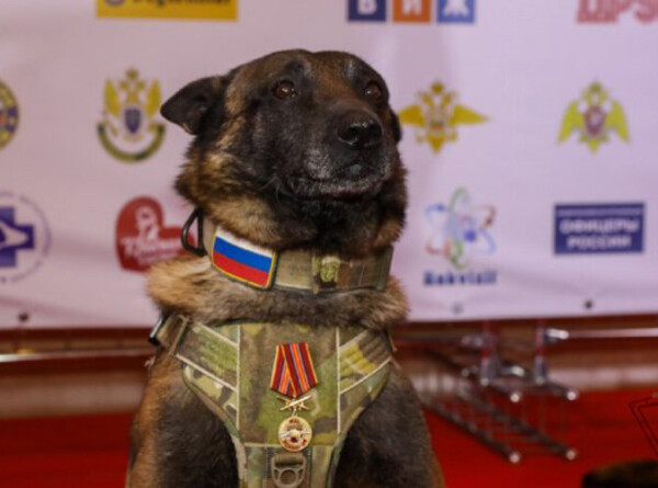 Служебных собак в России наградят за отличие в службе и верность