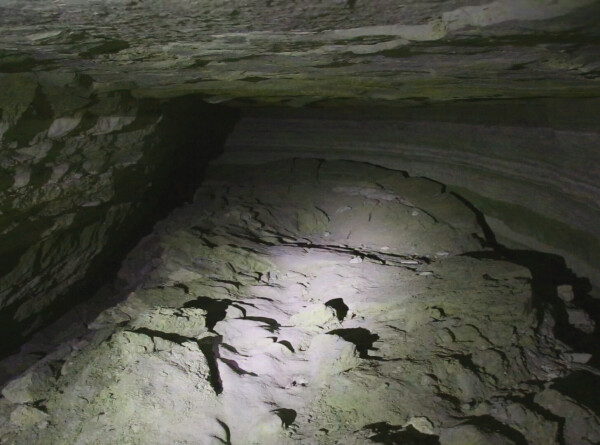 Скелет древнего гигантского кенгуру нашли в австралийской пещере