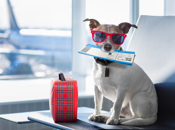 Авиакомпания для собак появилась в США
