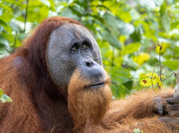 Орангутанг впервые обработал рану целебным растением