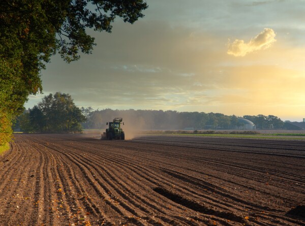 Фермеры Беларуси засеяли половину площадей кукурузы