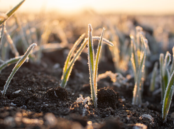 Посевы замерзли, цветы опали: майский снегопад расстроил российских аграриев