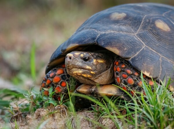 Ученые: Черепахи служили «живыми консервами» древним людям