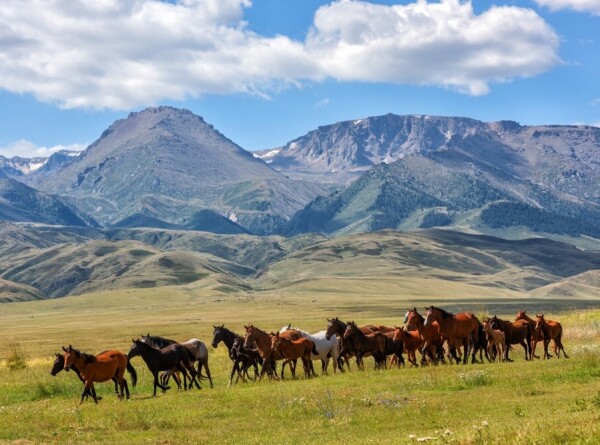 Из воды в Атырауской области Казахстана спасли 65 лошадей