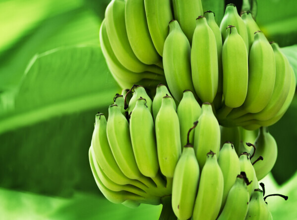 Нутрициолог раскрыла пользу зеленых бананов