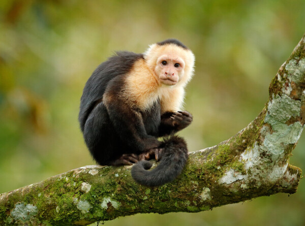Бразильские обезьяны научились использовать инструменты для добычи еды
