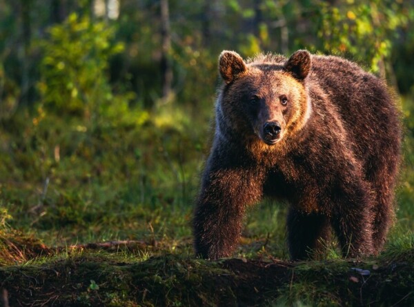 Медведь напугал жителей Подмосковья, погуляв на одном из участков