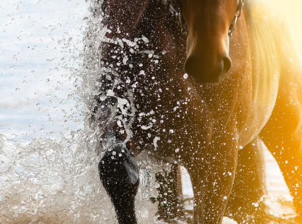Табун лошадей вытащили из воды сотрудники МЧС в Казахстане