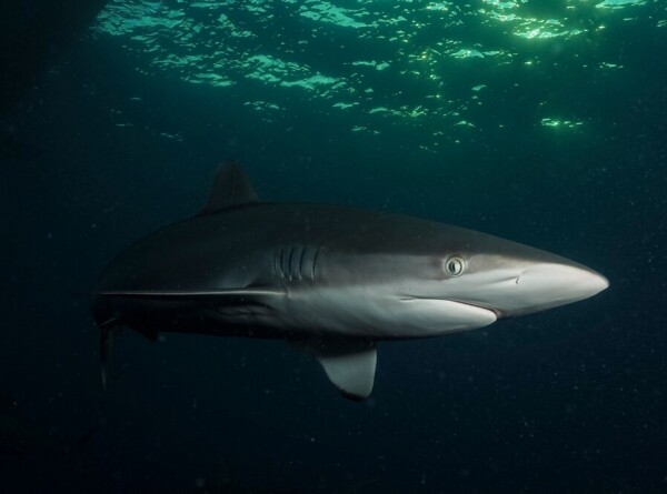 Шелковая акула установила мировой рекорд по дальности миграции