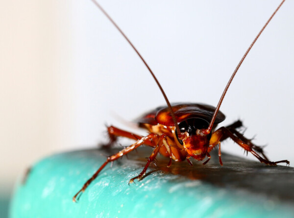 Биологи раскрыли пути расселения тараканов по всему миру