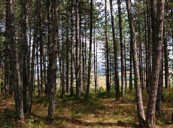 Службу охраны и защиты лесного фонда создали в Казахстане