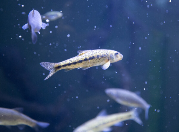 Новый вид пещерных рыб обнаружили в Китае